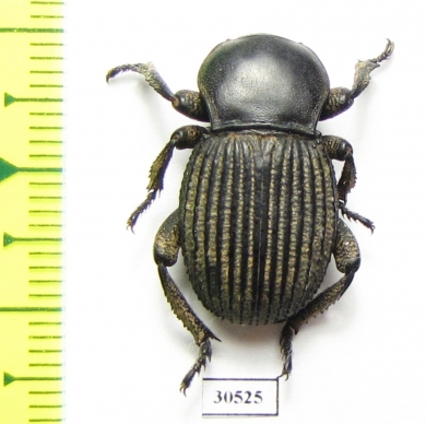 Gonopus sp.  Namibia - INSECTS-STORE.RU