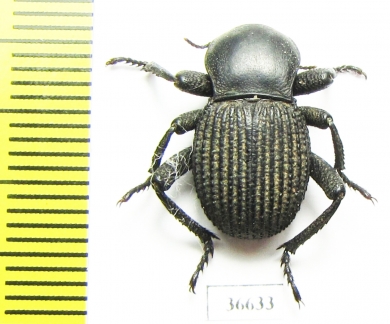 Gonopus sp.  Namibia - INSECTS-STORE.RU