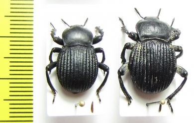 Gonopus sp.  Namibia - INSECTS-STORE.RU