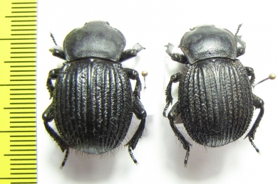 Gonopus sp.  Namibia - INSECTS-STORE.RU