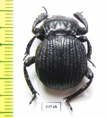 Gonopus sp.  Namibia - INSECTS-STORE.RU