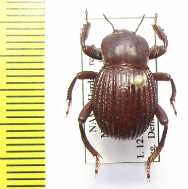 Gonopus tibialis alternatus  Namibia - INSECTS-STORE.RU