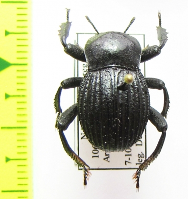 Gonopus tibialis  Namibia - INSECTS-STORE.RU