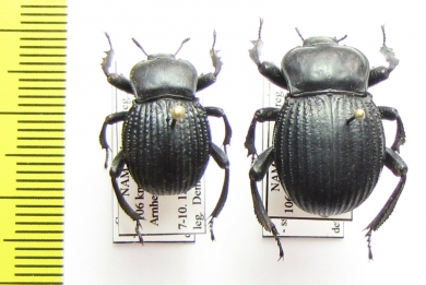 Gonopus tibialis  Namibia - INSECTS-STORE.RU