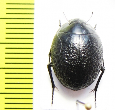 Gyrosis orbicularis  Namibia - INSECTS-STORE.RU