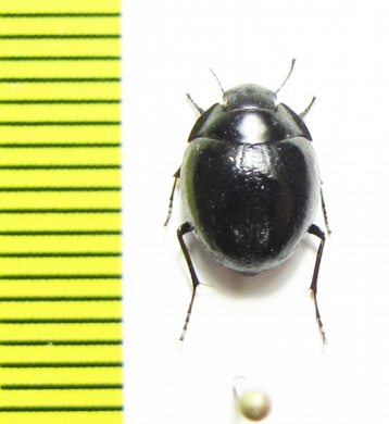 Gyrosis sp.  Namibia - INSECTS-STORE.RU