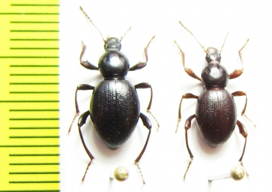 Herpiscinus damarinus  Namibia - INSECTS-STORE.RU