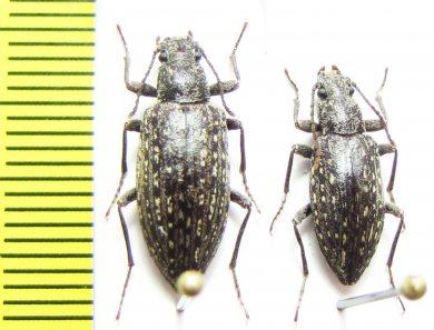 Imatismus sp.  Namibia - INSECTS-STORE.RU