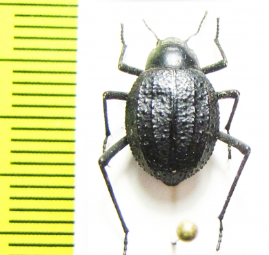 Metriopus depressus  Namibia - INSECTS-STORE.RU