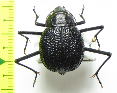 Onymacris plana, female  Namibia - INSECTS-STORE.RU