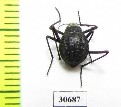 Stenodesia globulum  Namibia - INSECTS-STORE.RU