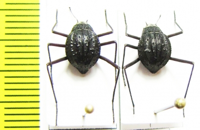 Stenodesia globulum  Namibia - INSECTS-STORE.RU