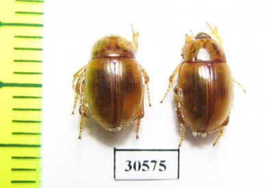 Pachyphaleria capensis  Namibia - INSECTS-STORE.RU