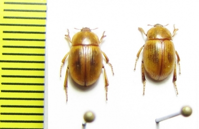 Pachyphaleria capensis  Namibia - INSECTS-STORE.RU