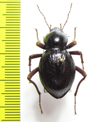 Psammodes pilosus  Namibia - INSECTS-STORE.RU