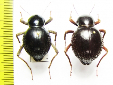 Psammodes vialis, pair  Namibia - INSECTS-STORE.RU