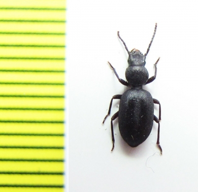 Rhammatodes tagenestoides  Namibia - INSECTS-STORE.RU