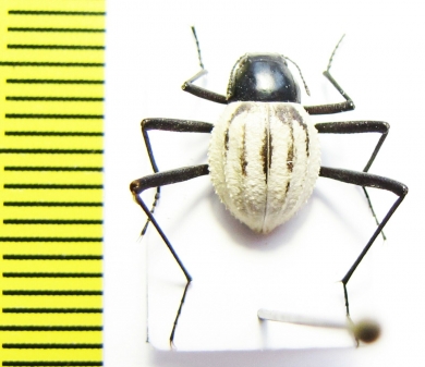 Stenocara eburnea, female  Namibia - INSECTS-STORE.RU