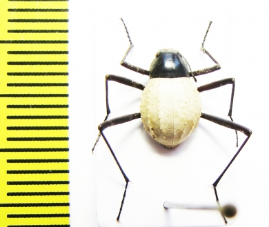 Stenocara eburnea, male  Namibia - INSECTS-STORE.RU