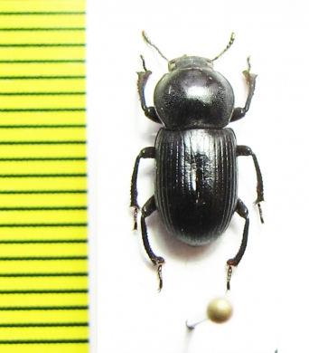 Stizopus sp.  Namibia - INSECTS-STORE.RU