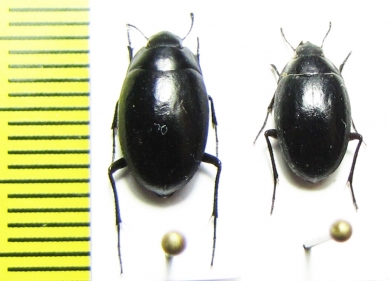 Zophosis sp.  Namibia - INSECTS-STORE.RU