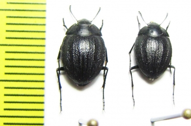 Zophosis sp.  Namibia - INSECTS-STORE.RU