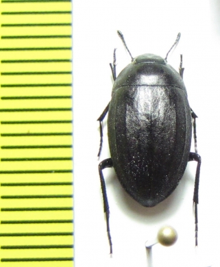 Zophosis sp.  Namibia - INSECTS-STORE.RU