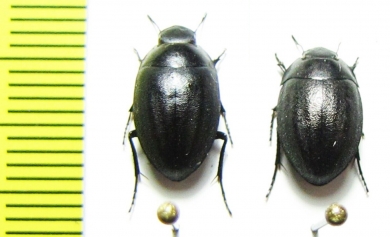 Zophosis sp.  Namibia - INSECTS-STORE.RU