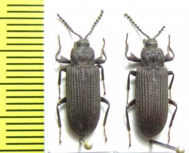 Tenebrionidae sp.  Tanzania - INSECTS-STORE.RU