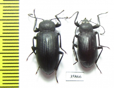 Tenebrionidae sp.  Tanzania - INSECTS-STORE.RU