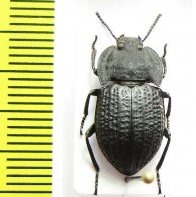 Tenebrionidae sp.  Tanzania - INSECTS-STORE.RU