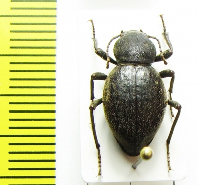 Tenebrionidae sp.  Tanzania - INSECTS-STORE.RU