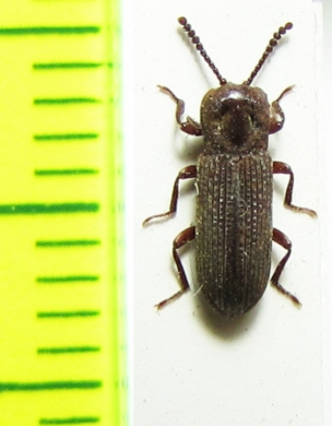 Tenebrionidae sp.  Tanzania - INSECTS-STORE.RU