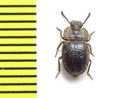 Tenebrionidae sp.  Tanzania - INSECTS-STORE.RU