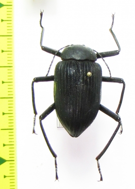 Eupezus sp.  Tanzania - INSECTS-STORE.RU