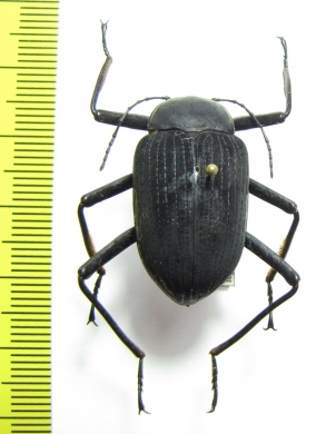 Eupezus sp.  Tanzania - INSECTS-STORE.RU