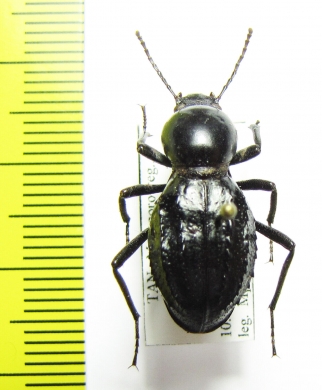 Psammophanes lateridens  Tanzania - INSECTS-STORE.RU