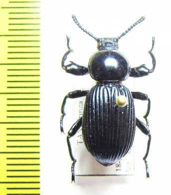 Pycnocerus revoili fairmairei  Tanzania - INSECTS-STORE.RU