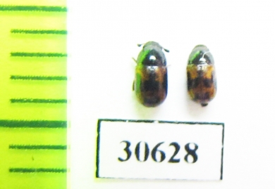 Tenebrionidae sp.  Madagascar - INSECTS-STORE.RU