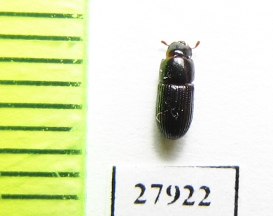 Tenebrionidae sp.  Madagascar - INSECTS-STORE.RU