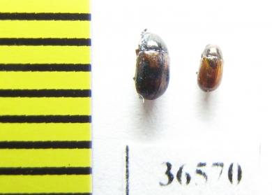 Tenebrionidae sp.  Madagascar - INSECTS-STORE.RU