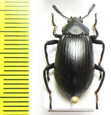 Tenebrionidae sp.  Madagascar - INSECTS-STORE.RU