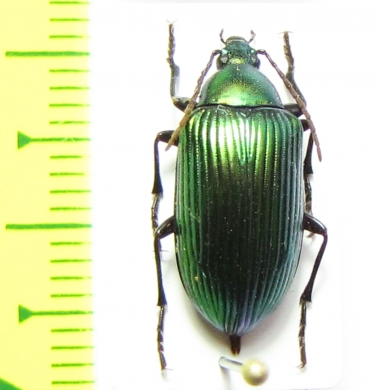 Tenebrionidae sp.  Madagascar - INSECTS-STORE.RU