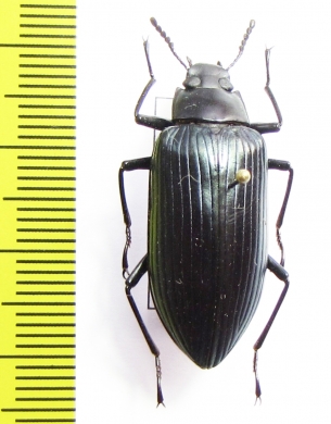 Tenebrionidae sp.  Madagascar - INSECTS-STORE.RU