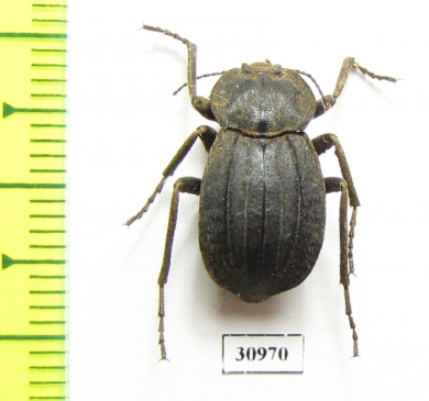 Tenebrionidae sp.  Madagascar - INSECTS-STORE.RU