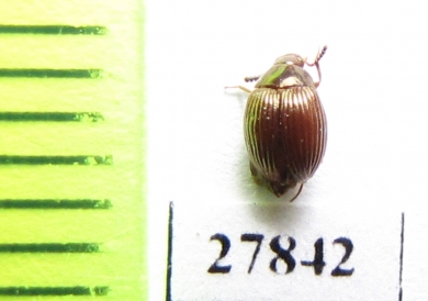 Tenebrionidae sp.  Madagascar - INSECTS-STORE.RU