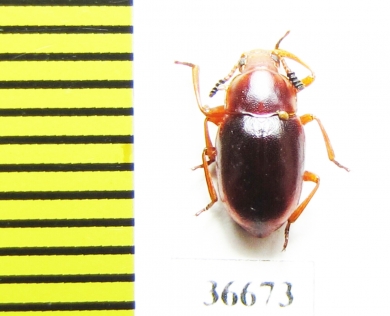 Tenebrionidae sp.  Madagascar - INSECTS-STORE.RU