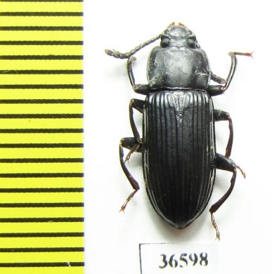 Tenebrionidae sp.  Madagascar - INSECTS-STORE.RU