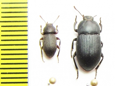 Tenebrionidae sp.  Madagascar - INSECTS-STORE.RU