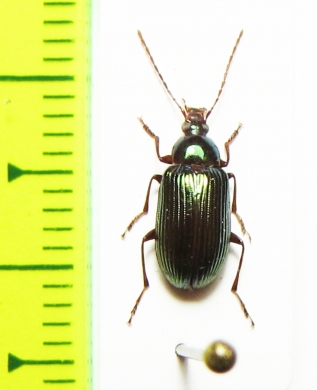 Tenebrionidae sp.  Madagascar - INSECTS-STORE.RU